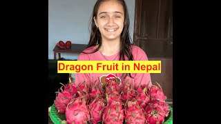 Dragon fruits in Chitwan [upl. by Ymas]