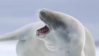 Ventures by Seabourn Antarctica [upl. by Featherstone]