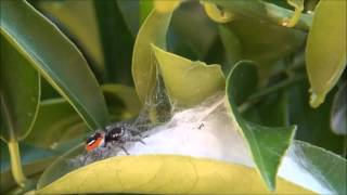 Jumping spider Philaeus chrysops taking care of its web [upl. by Yema365]