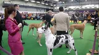 Great Danes at Westminster Kennel Club Dog Show [upl. by Benco]