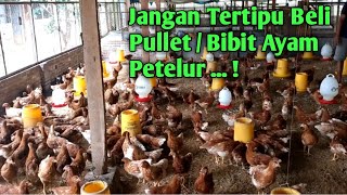 Cara memilih pullet ayam petelur yang bagus [upl. by Viridissa]