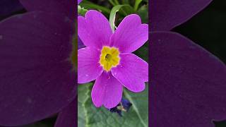 Common primrose a species of Primroses photography shorts macro viral nature flowers beauty [upl. by Nylesoj]