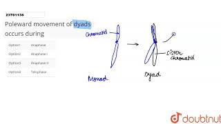 Poleward movement of dyads occurs during [upl. by Claiborn942]