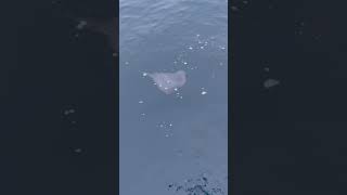 oceanside fishing stingray saltylife ocean [upl. by Enellij]