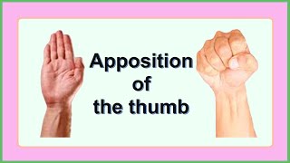 apposition of the thumb [upl. by Clementina857]