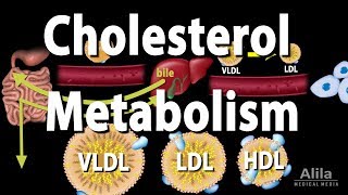 Cholesterol Metabolism LDL HDL and other Lipoproteins Animation [upl. by Aihsekin]