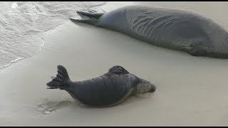 Hawaiian Monk Seal Pup Kaimana Stretching And Galumphing July 27 2017 [upl. by Grube]