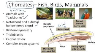 Animal Kingdom  Invertebrates  One shot  Complete NCERT  Non Chordates  Class 11 Biology NEET [upl. by Wain]