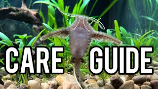 Should YOU get an Anchor Catfish Care Guide [upl. by Naggem55]