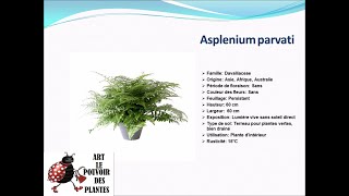 Fiche technique Asplenium parvati Plante dintérieur [upl. by Dupuy]