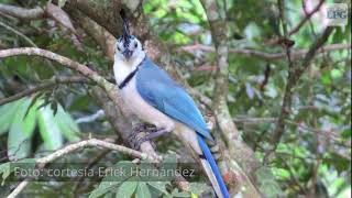 La urraca centinela de los bosques [upl. by Johnathon]