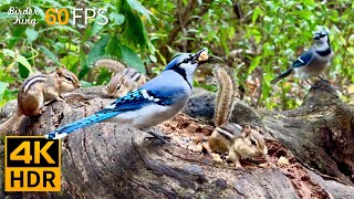 Cat TV for Cats to Watch 😺 Birds vs Chipmunks A Day in the Wild 🐿 8 Hours 4K HDR 60FPS [upl. by Namilus]