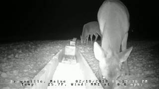 Brownville Food Pantry For Deer  A Cold Night 21818 [upl. by Novrej516]