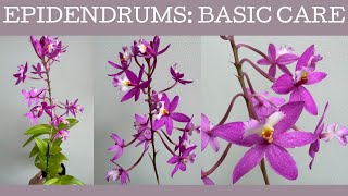 How to grow Epidendrums  Crucifix Orchids Basic care [upl. by Fadden]