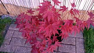 Acer Atropurpureum  In Summer part 1 [upl. by Adien]