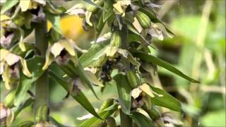 Orchid pollination 1 Pollination of Epipactis helleborine by wasps part 1 [upl. by Nilpik]