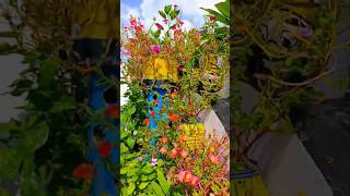 Flower garden decoration gardendecorationsideas mygardenflowers shortsfeed trendingshorts viral [upl. by Koppel]