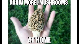 Grow Morel Mushrooms Start to Finish with Updates [upl. by Ecirehc]