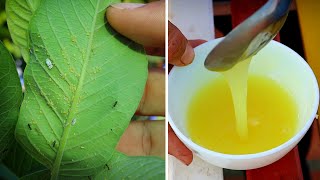 Kill Powdery Mildew With This Natural Garden Remedy Hydrogen Peroxide [upl. by Craw]