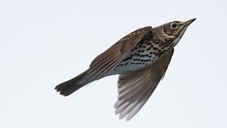 The best thrush sound for pro hunting افضل صوت سمن للصيد المحترف [upl. by Bellew]