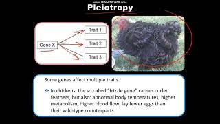 Genetics 6 More NonMendelian Traits [upl. by Cade481]