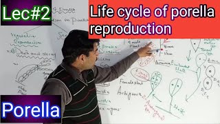 life cycle  reproduction in porella [upl. by Eletnahs]