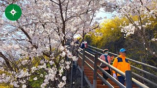 4K 🌸 Spring in Seoul Exploring the Forsythias and Cherry Blossoms [upl. by Nibuz]