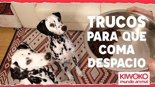 Mi PERRO COME muy RÁPIDO 🐶🍗 ¿Qué debo hacer ✅ 【💯 INFALIBLE】 [upl. by Orsay557]