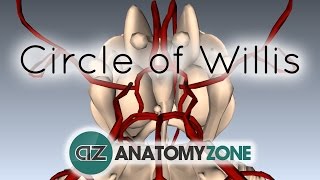 Circle of Willis  3D Anatomy Tutorial [upl. by Macdonell]