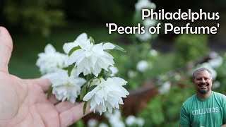 Pearls of Perfume™ Mock Orange  Philadelphus lewisii Pearls of Perfume™ [upl. by Mcculloch201]