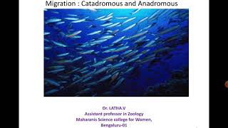 Migration in Fishes Anadromous and Catadromous [upl. by Caasi]