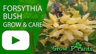 Forsythia bush  growing amp care [upl. by Yrrol]