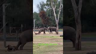 Taronga Zoo Dubbo  Animal World  Viral  Video  Edan  Parudeesa [upl. by Brawner]