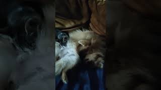 Vanille qui téte Tora cutecat cute cutedogs pomeranien spitzdog pom babycatscuteandfunny [upl. by Atikin]