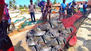 Rare Black Pomfret Fish Caught In Net  Amazing Seine Fishing [upl. by Eciralc897]