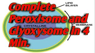 Peroxisome and Glyoxysome class 11 biology Mdcat [upl. by Corinna]