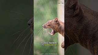 Fossa  The King Of Madagascar [upl. by Hajar]