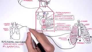 Control Of Respiration regulation of breathing [upl. by Matusow]