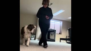 Dog Training Using RECALLERS Is About Building Relationships… [upl. by Hestia]