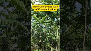 Roots of Communication How Trees Talk Underground 🌱🔊 [upl. by Sax]