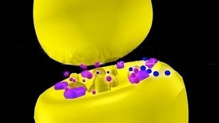 Nicotine amp Muscarine 3D Animation Neurotoxins [upl. by Grenville]