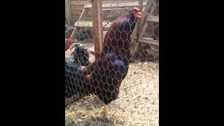 Rasputin  Russian orloff rooster crowing [upl. by Nevin]