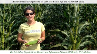 Organic Notill Corn Into Cereal Rye and Hairy Vetch Cover Crop [upl. by Nnylacissej]