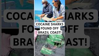 Sharks off Brazil coast test positive for cocaine shark news ocean science shortvideo shorts [upl. by Nauqet]