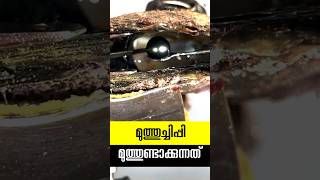 മുത്തുണ്ടാകുന്ന ചിപ്പി pearl making oyster [upl. by Bille]