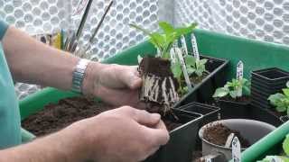 Taking Dahlia Cuttings [upl. by Kuehnel]