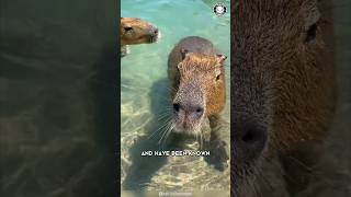 Capybara 🦫 The Friendliest Creature on Earth [upl. by Acceb]