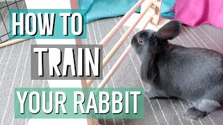 How To Teach Your Rabbit Tricks [upl. by Sylvester]