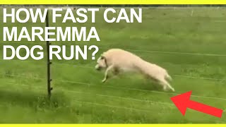 How fast can Maremma sheep dog run Livestock Guardian Dog Top Speed [upl. by Jecho688]