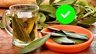 Qué le hace el LAUREL a tu cuerpo ¿Cómo aprovechar TODOS los BENEFICIOS de la hoja de LAUREL [upl. by Irakuy]